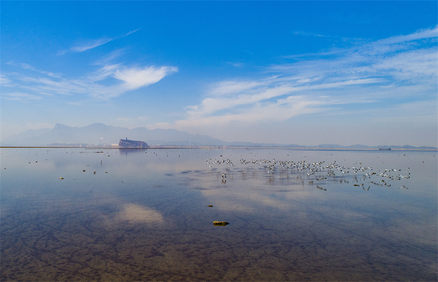 成群反嘴鹬在鄱阳湖湖口水域。李学华摄