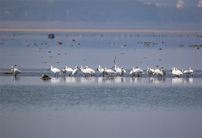 成群白琵鷺在鄱陽湖湖口水域。李學華攝