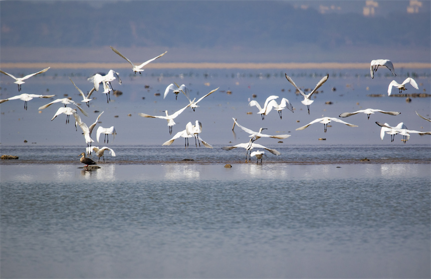 成群白琵鹭在鄱阳湖湖口水域。李学华摄