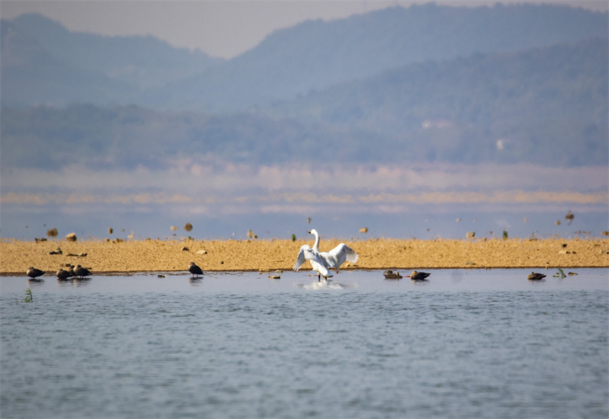 一隻天鵝在鄱陽湖湖口水域。李學華攝