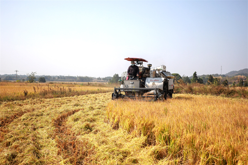 农户驾驶收割机,在田间忙收割。 黄煜摄