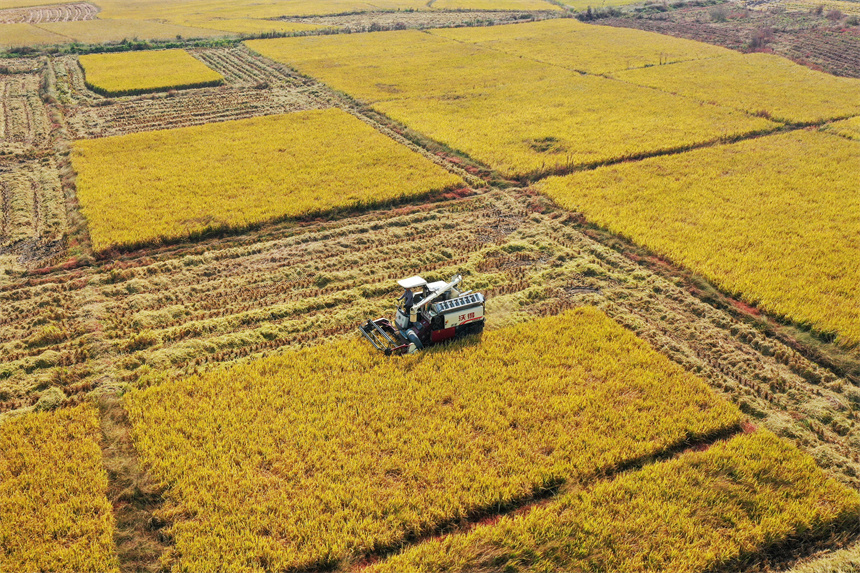 农户驾驶收割机，在田间忙收割。 黄煜摄 