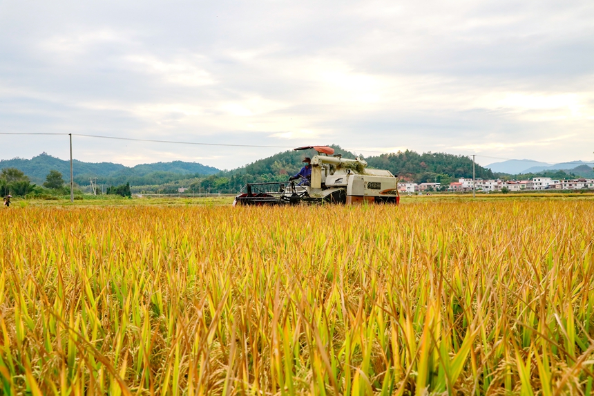 村民正在駕駛農機收割水稻，田間地頭一派豐收農忙景象。李凡欽攝