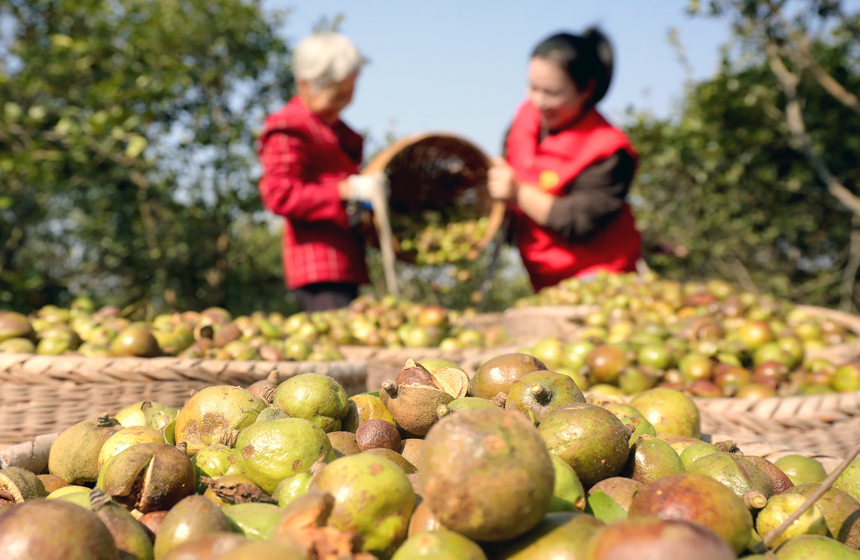 志愿者帮助果农采收油茶果。何贱来摄