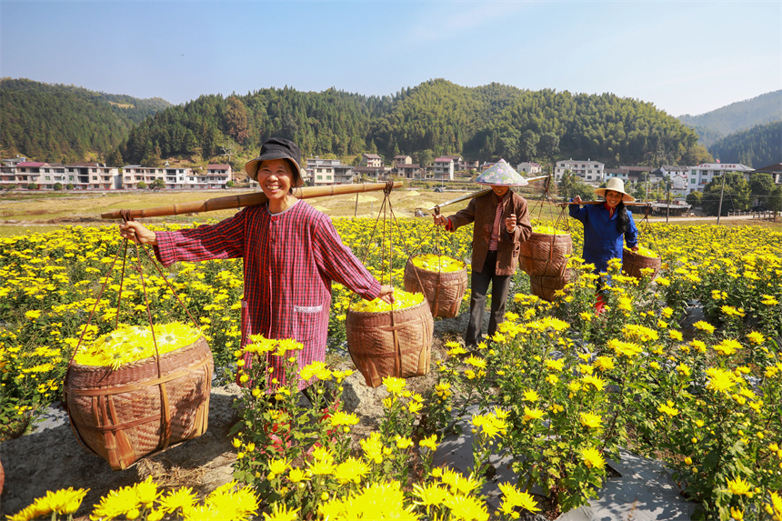 农户忙着采摘金丝皇菊。黄煜摄