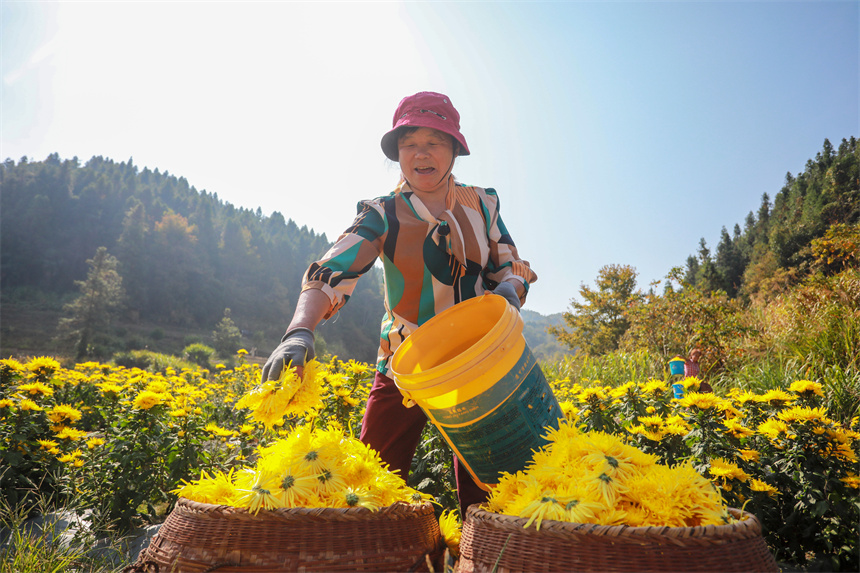 农户忙着采摘金丝皇菊。黄煜摄