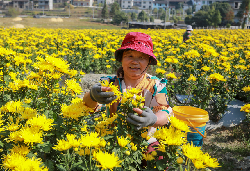 农户忙着采摘金丝皇菊。黄煜摄