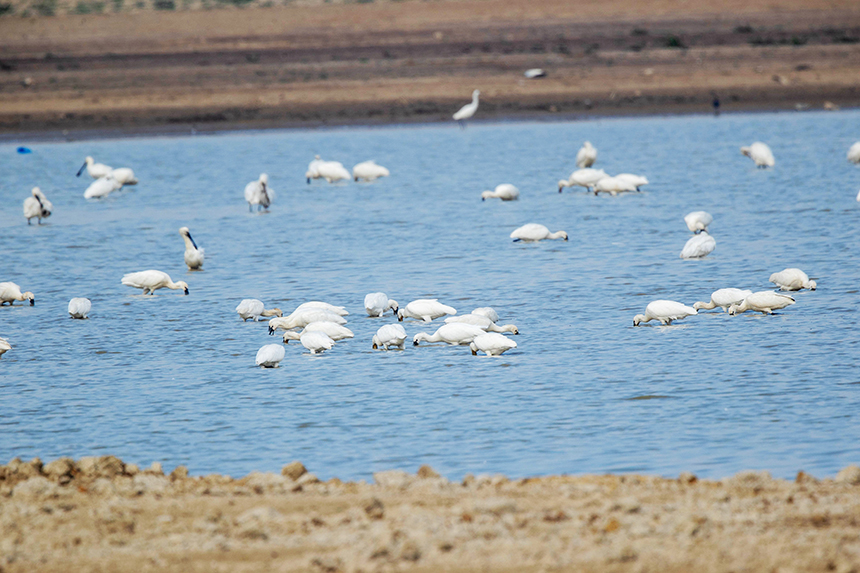 万余只越冬候鸟抵达江西省共青城市江益镇南湖湿地越冬。况建摄