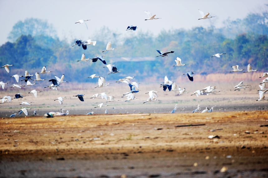 万余只越冬候鸟抵达江西省共青城市江益镇南湖湿地越冬。况建摄