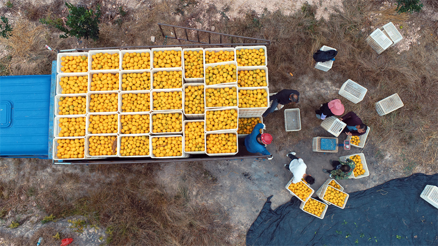 果农正忙着分拣脐橙。华辛明摄