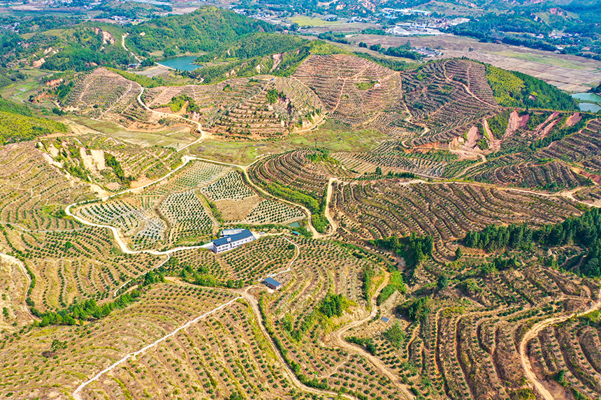 全南县大吉山镇脐橙基地。