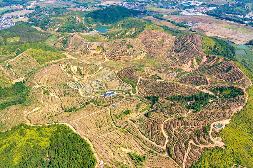 全南县大吉山镇脐橙基地。