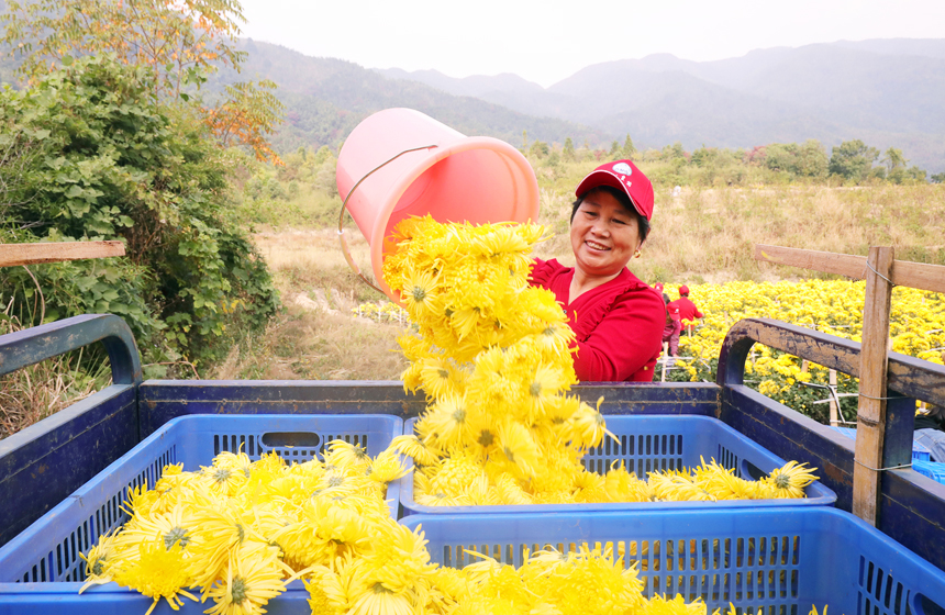 村民在皇菊種植基地採收菊花。何賤來攝