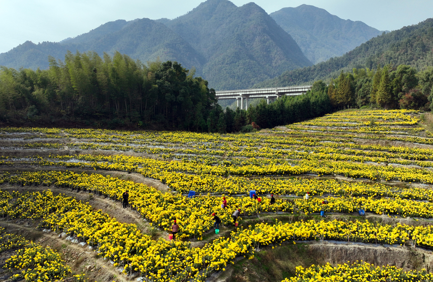 宜豐縣潭山鎮石橋村皇菊種植基地。何賤來攝
