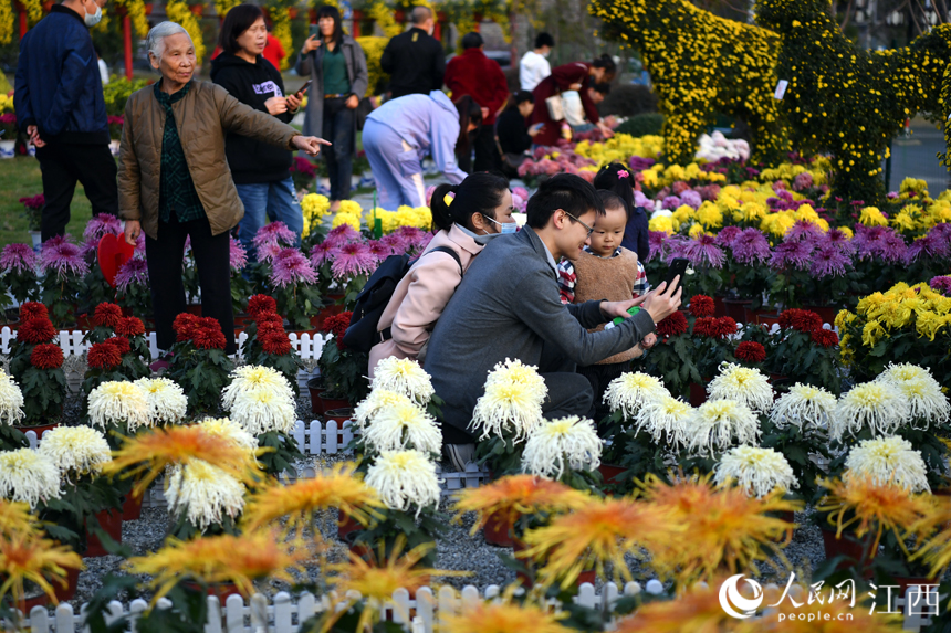 市民和游客在菊花展观赏菊花。 人民网 时雨摄
