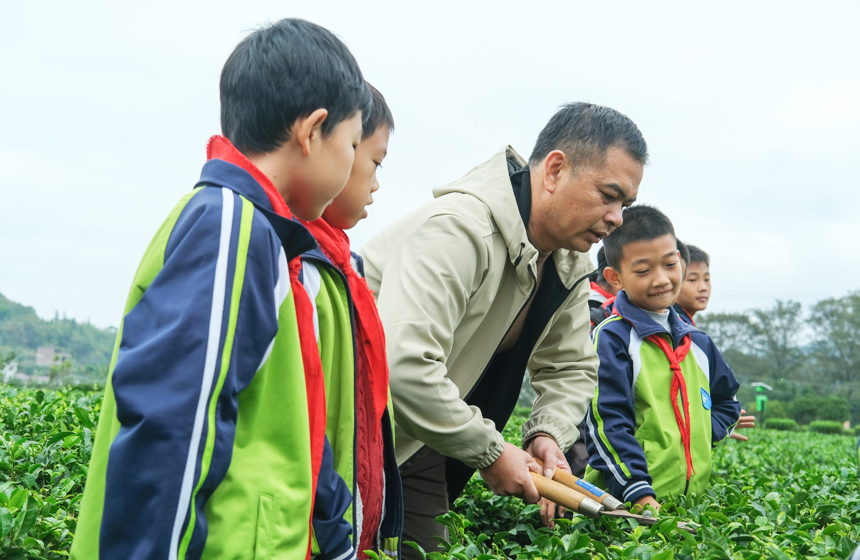 农技人员指导学生修剪茶枝。李书哲摄