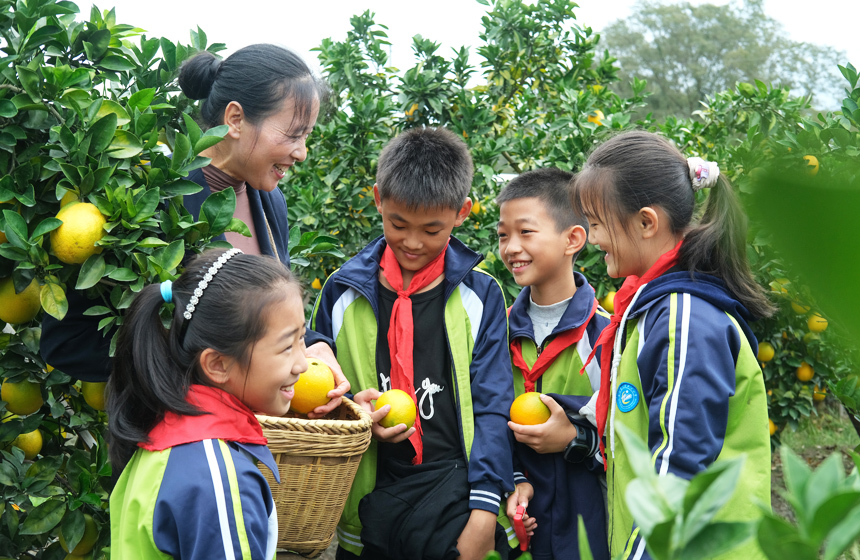 果农指导学生们采摘脐橙。李书哲摄