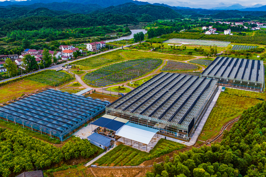 宜黄县凤冈镇马停桥村现代农业示范园基地。尹文兵摄
