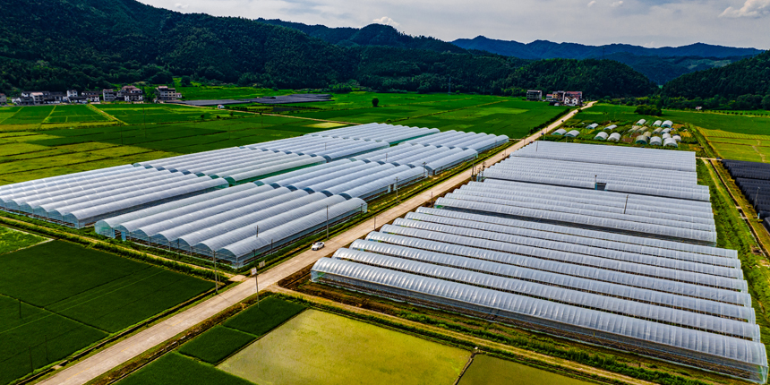 宜黄县梨溪镇里阴村食用菌种植基地。尹文兵摄
