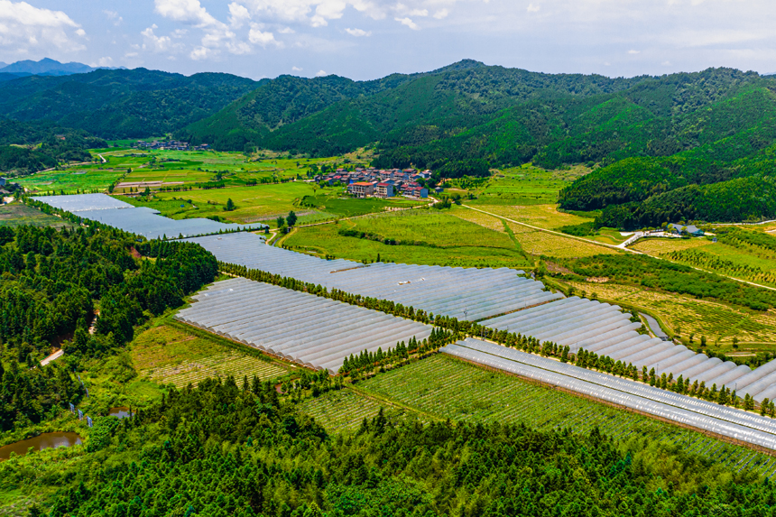 宜黄县凤冈镇东排村猕猴桃农旅小镇种植基地。尹文兵摄
