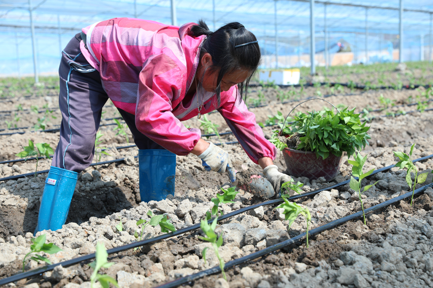 宜黄县棠阴镇小河村设施蔬菜示范基地，种植户正在栽种菜苗。尹文兵摄