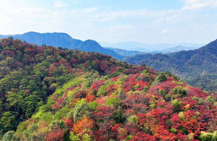 深秋初冬，宜豐縣各地山頭層林盡然，色彩斑斕，美不勝收。何賤來攝