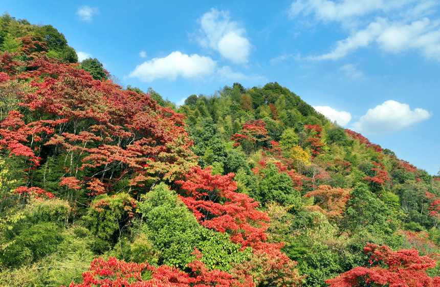 深秋初冬，宜豐縣各地山頭層林盡然，色彩斑斕，美不勝收。何賤來攝