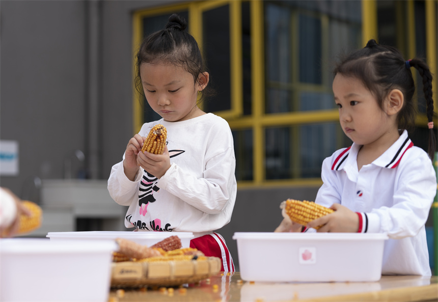孩子们参加剥玉米粒比赛。赵春亮摄
