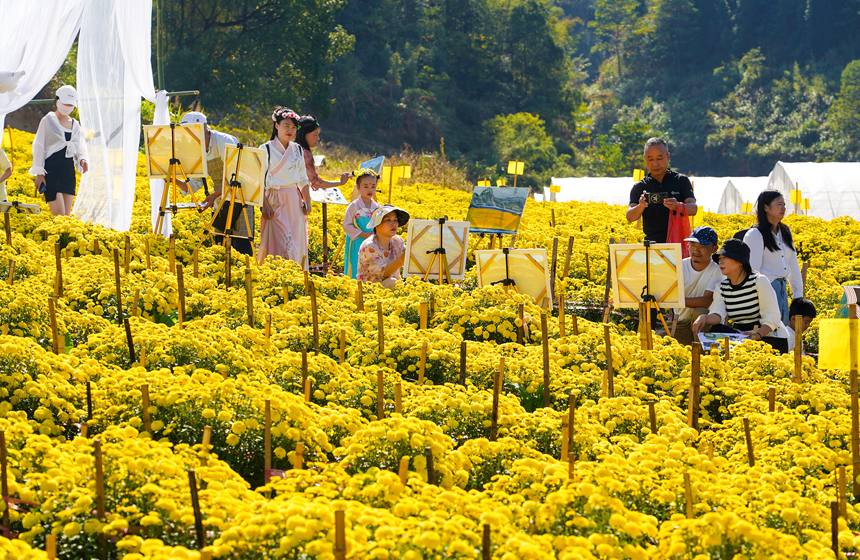 菊花基地还特别开辟写生区域，供绘画爱好者开展现场写生活动。陈旅摄