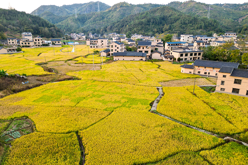 走進龍南市鄉村，處處是豐收景。 劉凱攝