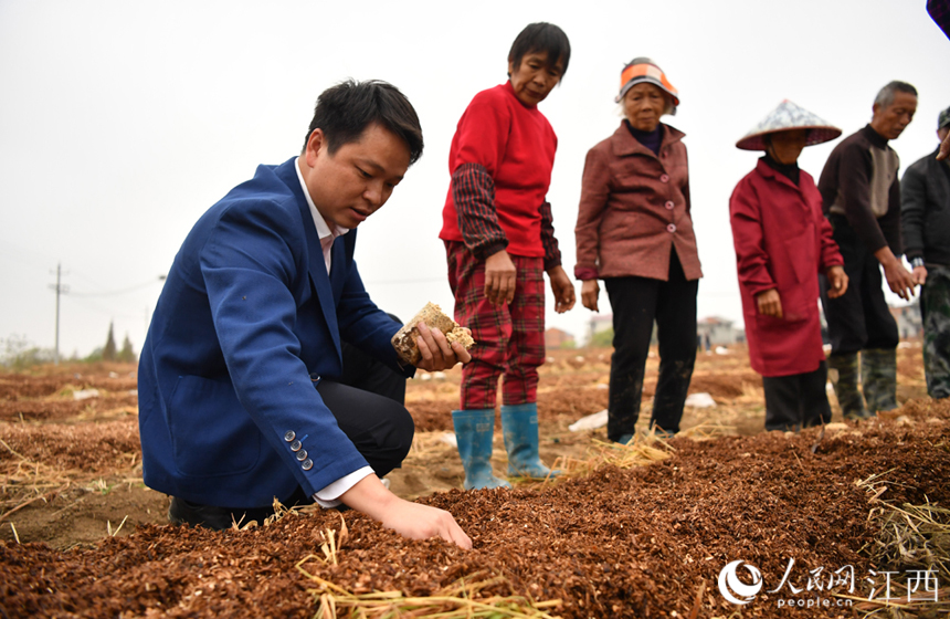 農技人員正在指導村民種植大球蓋菇的要領。 人民網 時雨攝