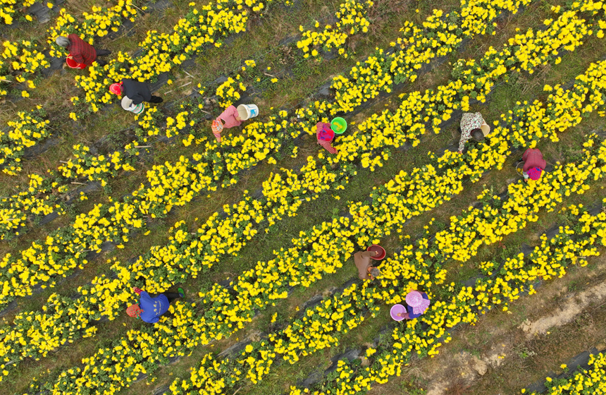 11月14日，江西省丰城市袁渡镇佛岭村村民在采摘金丝皇菊。王堃摄