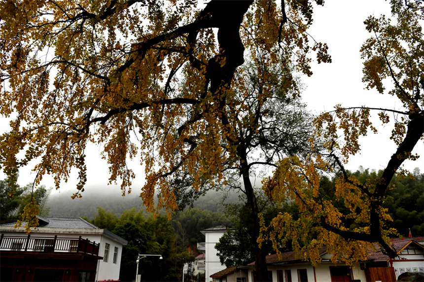 初冬时节，古银杏树黄了，吸引众多市民和游客打卡。 人民网 时雨摄