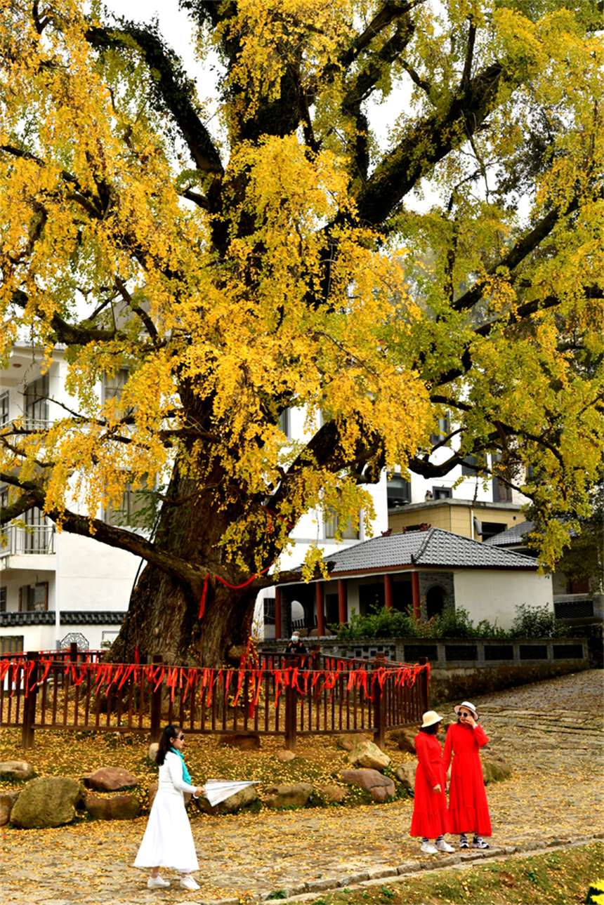 初冬时节，古银杏树黄了，吸引众多市民和游客打卡。 人民网 时雨摄