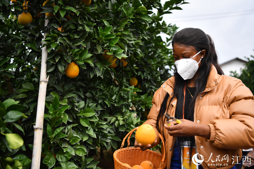 信丰县安溪镇的脐橙园里，外国友人体验采摘乐趣。 人民网 时雨摄