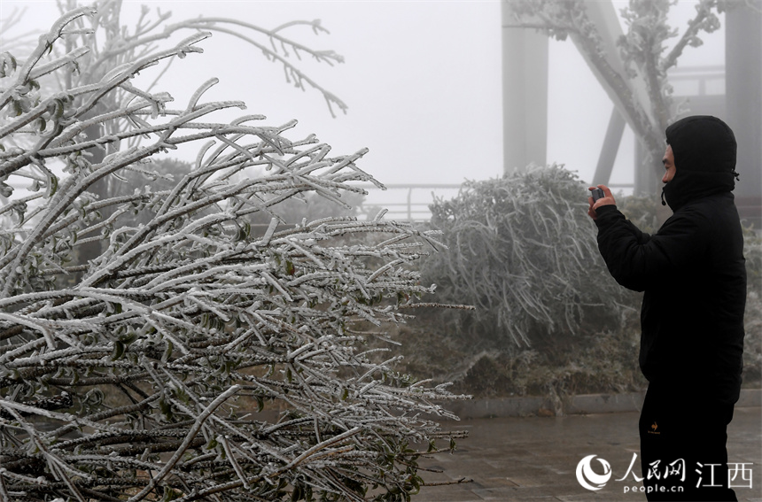 南昌梅嶺高處玉樹瓊枝，攝影愛好者正在拍攝冬日景觀。 人民網 時雨攝