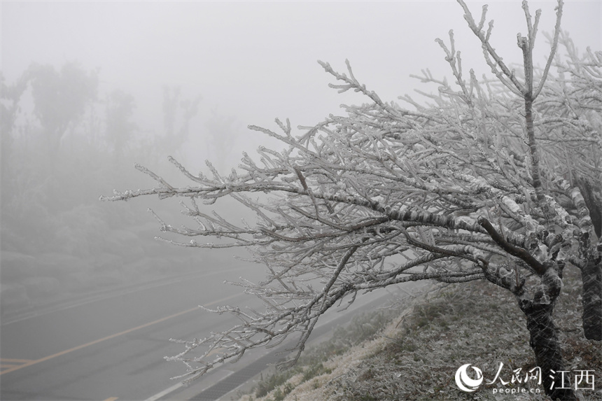 寒潮突袭，南昌梅岭高处出现雾凇景观。 人民网 时雨摄