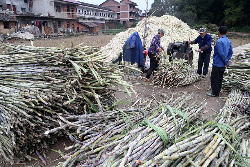 江西省抚州市东乡区瑶圩乡马岭村，用来制糖的甘蔗。