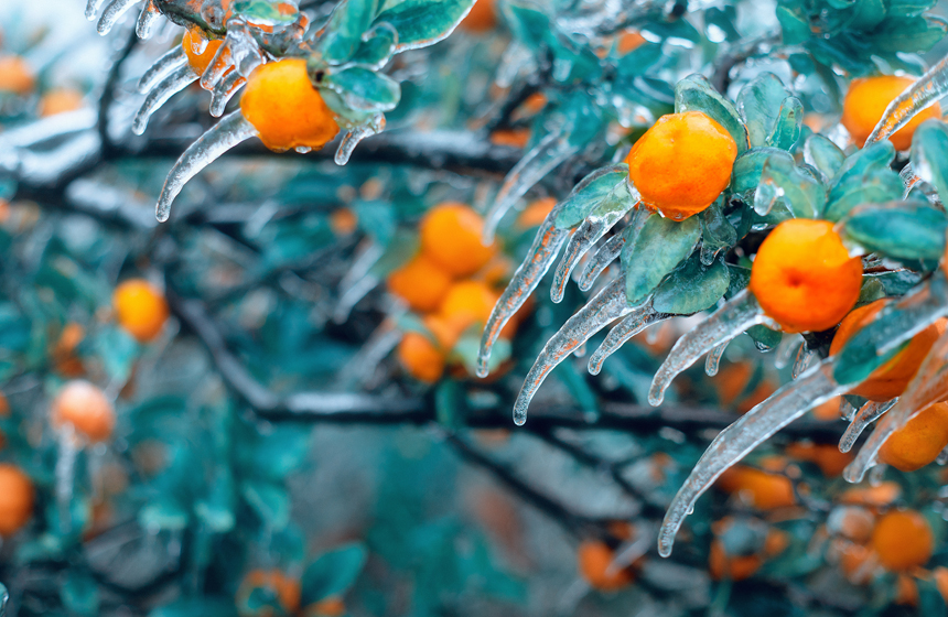 江西南丰现冰挂景象，桔子上覆盖上了一层冰凌。谢卫民摄