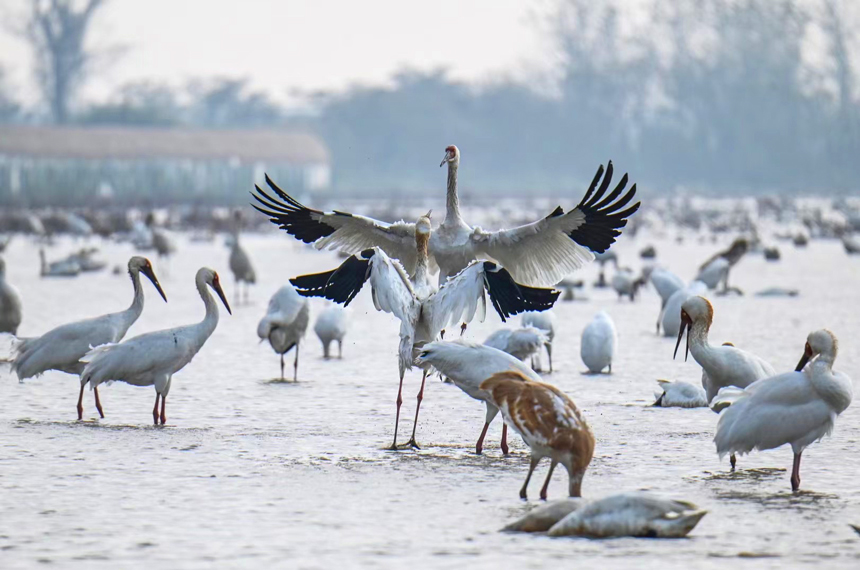 在位于鄱阳湖畔的南昌五星白鹤保护小区，候鸟在此栖息，相互打闹嬉戏。鲍赣生摄