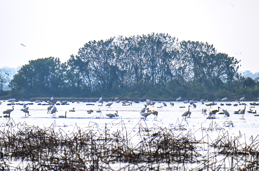 连日来，大批白鹤、鸿雁、天鹅等候鸟陆续飞抵江西鄱阳湖越冬。鲍赣生摄