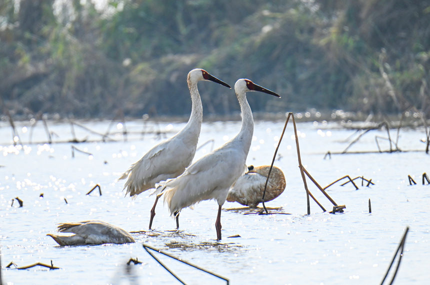 在位于鄱阳湖畔的南昌五星白鹤保护小区，候鸟在此栖息，相互打闹嬉戏。鲍赣生摄