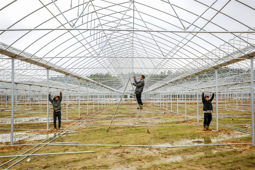 在乐安县大马头乡蔬菜种植基地，工人在安装单拱钢架大棚。黄煜摄