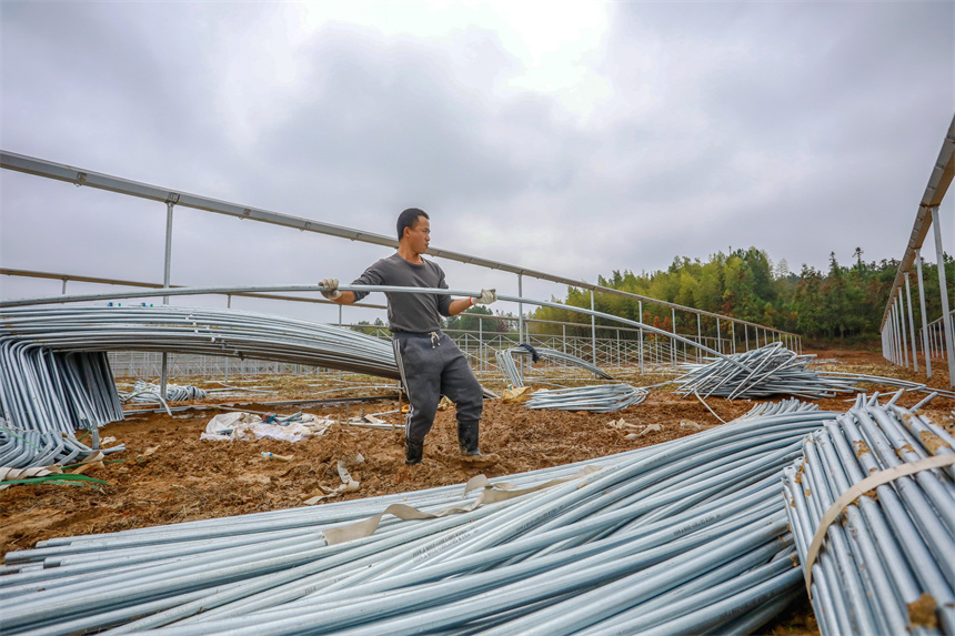 在乐安县大马头乡蔬菜种植基地，工人在安装单拱钢架大棚。黄煜摄