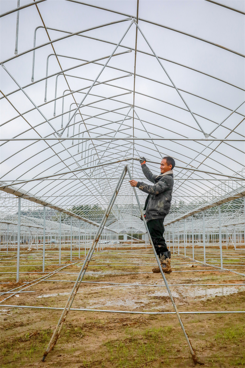在乐安县大马头乡蔬菜种植基地，工人在安装单拱钢架大棚。黄煜摄