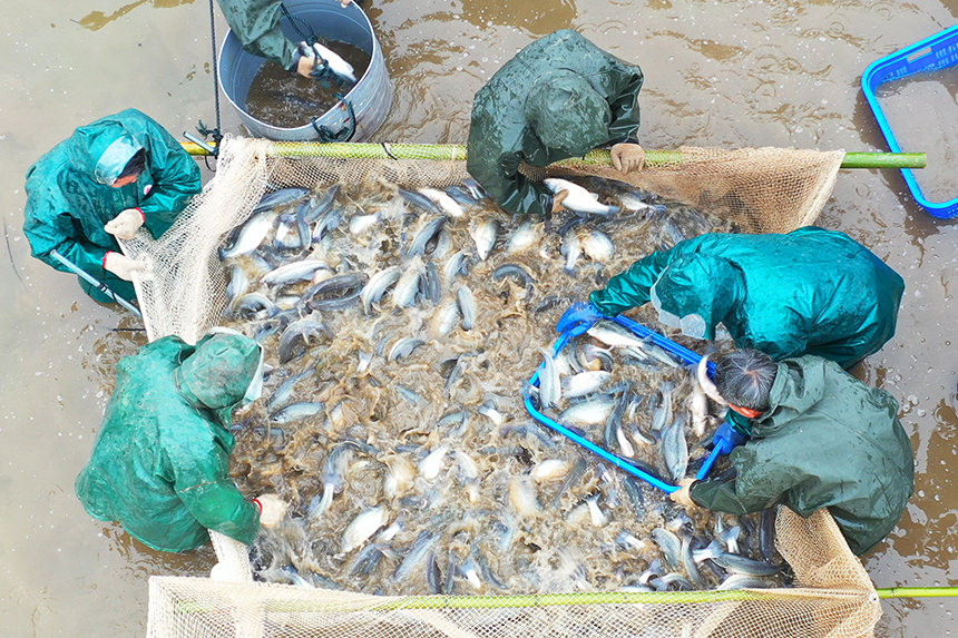 工人们正在进行捕捞作业，呈现一派鱼跃人欢的丰收景象。詹继成摄
