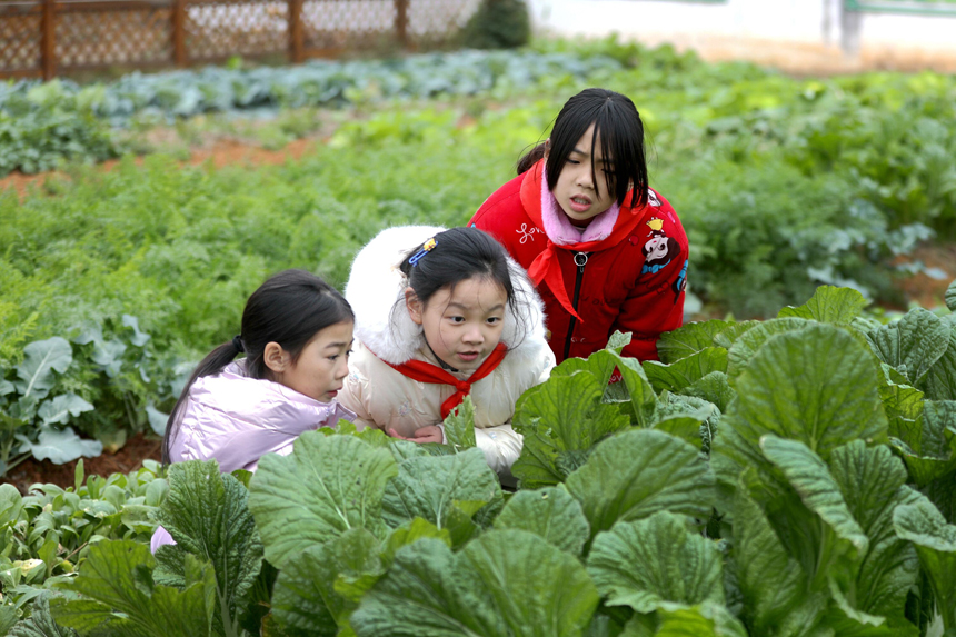 12月13日，孩子们在学校“怡心园”农场观察蔬菜的生长情况。陈旗海摄
