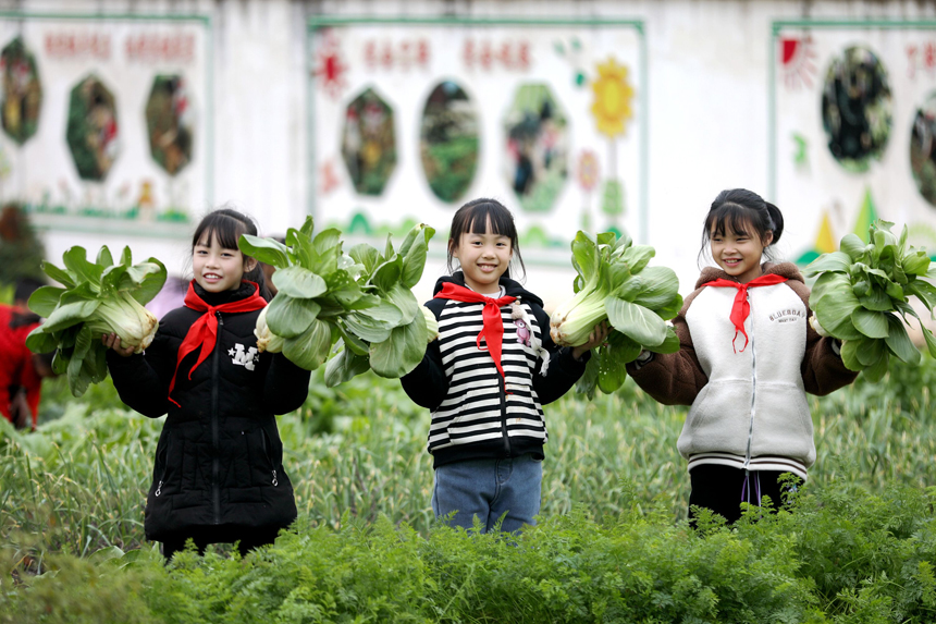 孩子们在学校“怡心园”农场采摘蔬菜。