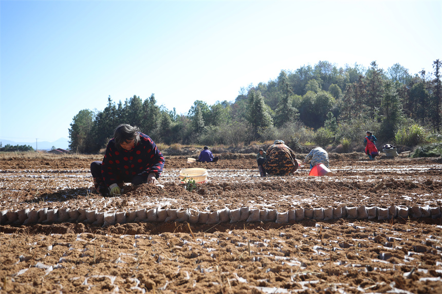 農戶正在田間裝營養袋，准備培育油茶苗。邱志超攝
