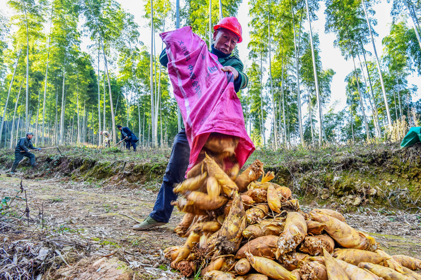 莽莽竹海成为农户“点竹成金”的致富山。